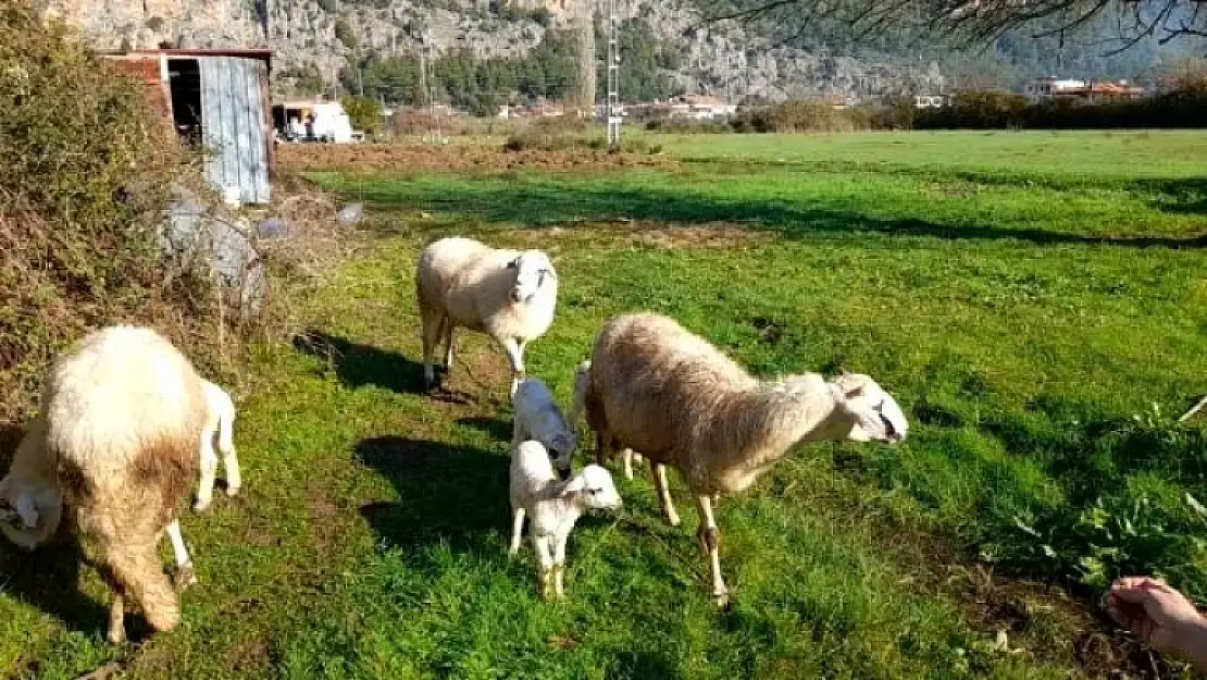 Marmaris'te Çobanları Kurt ve Domuz Korkusu Sardı