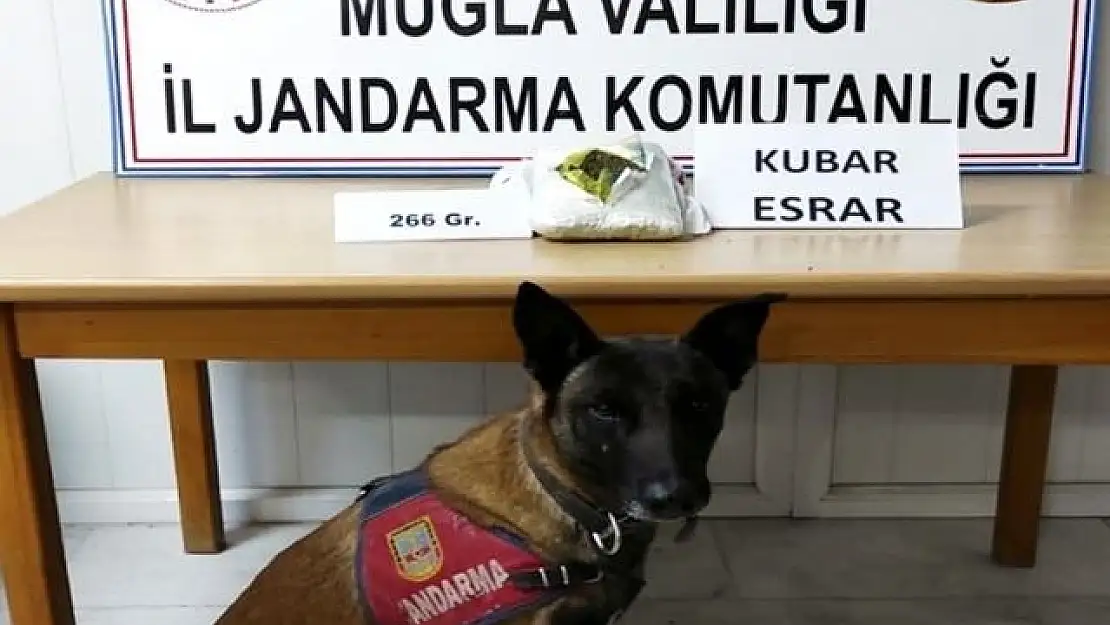 Muğla'da Cezaevinden İzinli Ayrılan Şahıs Dönüşte Uyuşturu İle Yakalandı