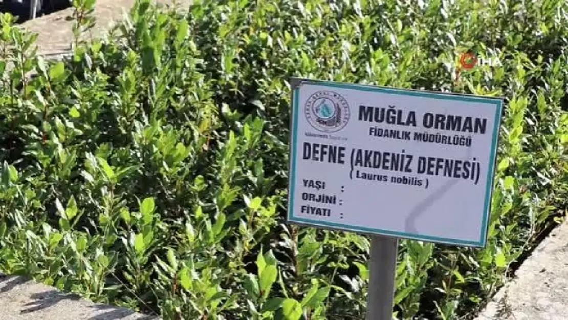 Muğla OBM'de 9,8 Milyon Fidan Üretildi
