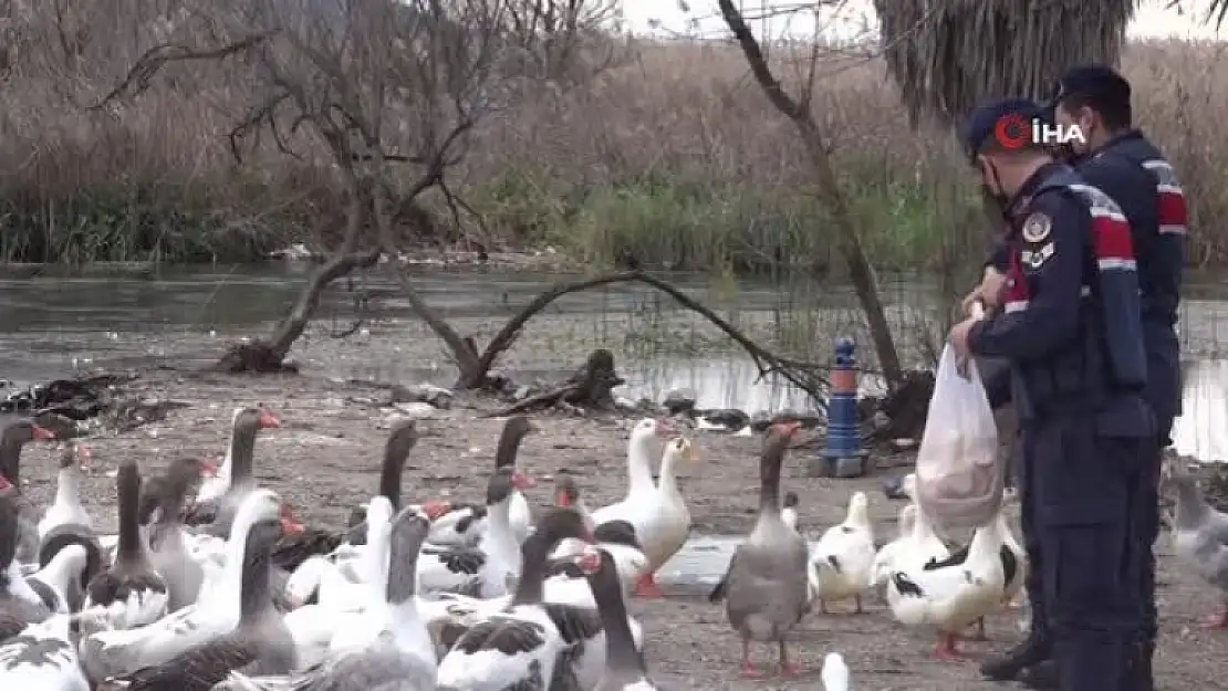 Azmak'taki Ördekleri Jandarma Besledi