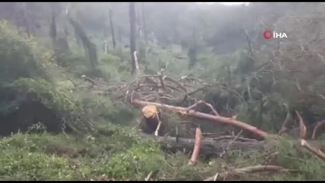 Fethiye'de Oluşan Hortum, Ormanı Savaş Alanına Çevirdi