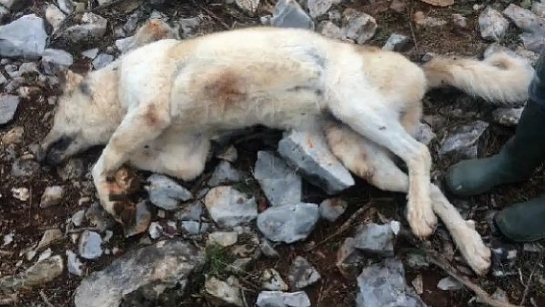 Köpeğini 'Fazla Ekmek Yiyor' Diye Öldürdü, Bin 33 Lira Ceza Kesildi