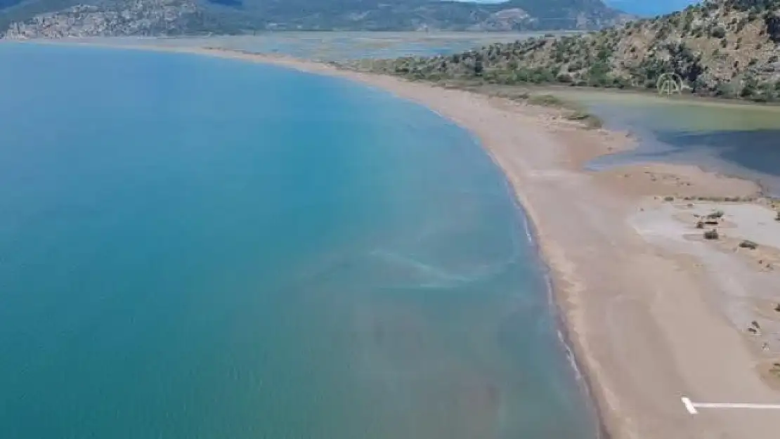 Koronavirüs Sessizliği Caretta Carettalara Yaradı