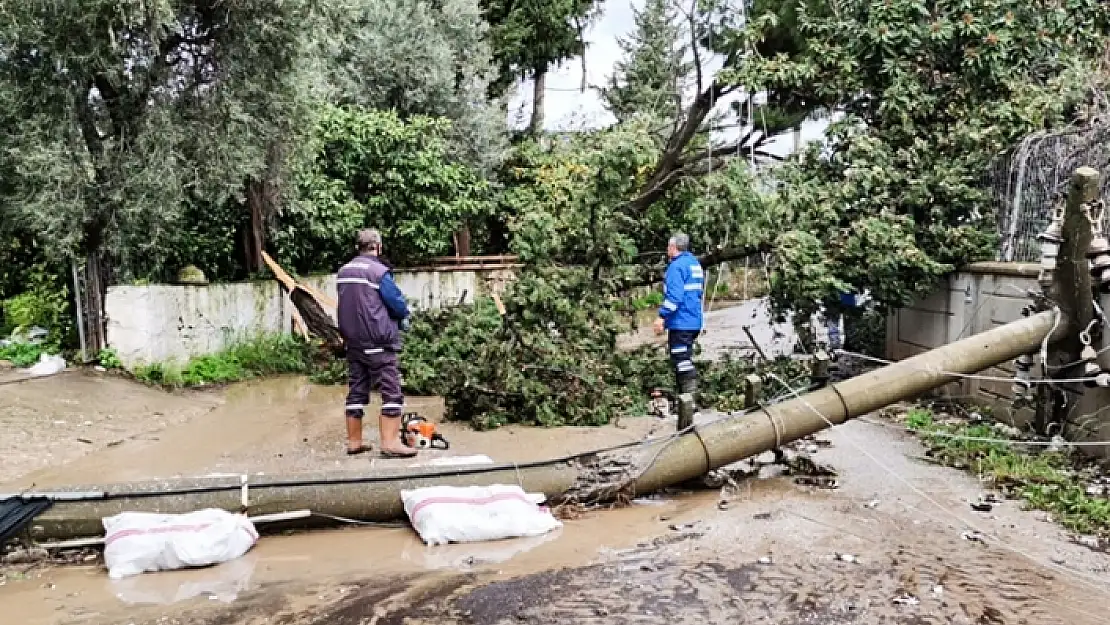 Muğla'da Kuvvetli Rüzgar Bazı Ağaçları ve Elektrik Direklerini Devirdi