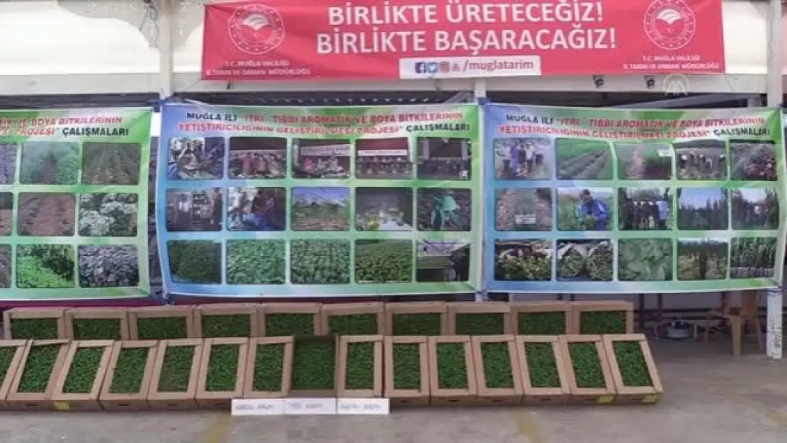 Muğla'da Tıbbi ve Aromatik Bitkiler Gelir Kaynağı Olacak