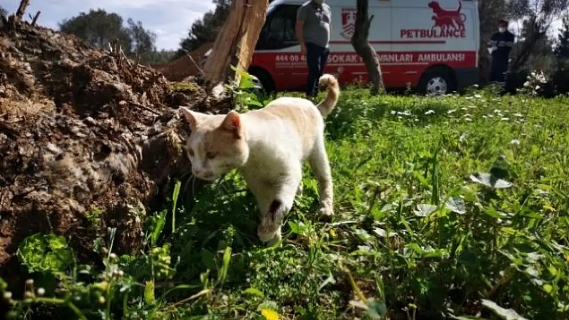 Bodrum'da Hizmet Veren Petbulance, 500 Günde 5 Bin Hayvan Kurtardılar