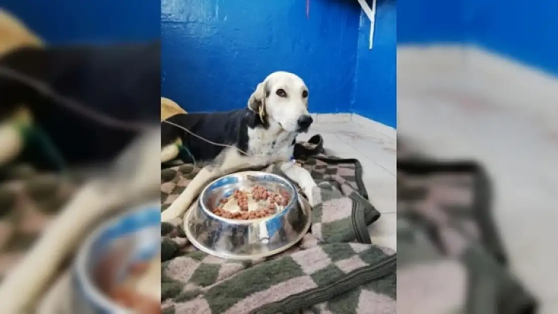 Bodrum'da Otomobilin Çarpması Sonucu Yaralanan Gebe Köpek Ameliyat Edildi