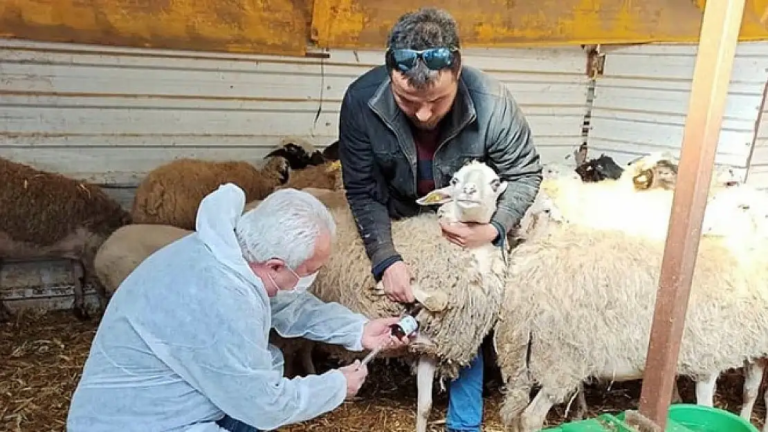 Dalaman'da Bir Çiftlik Karantinaya Alındı