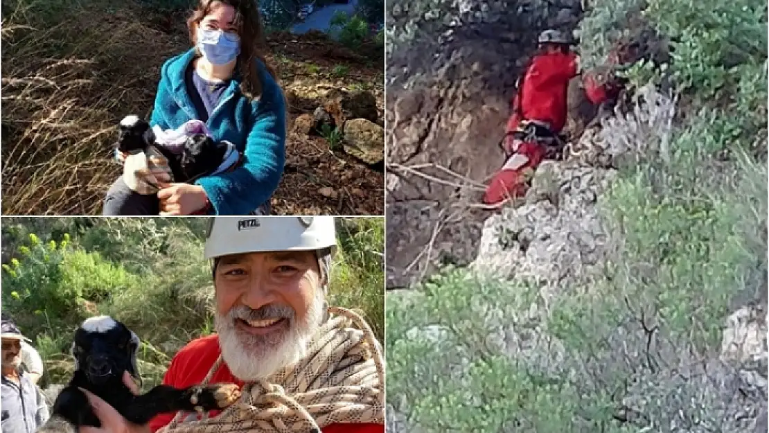 Fethiye'de Kayalıklarda Mahsur Kalan Keçi ve Yeni Doğan Yavruları Kurtarıldı