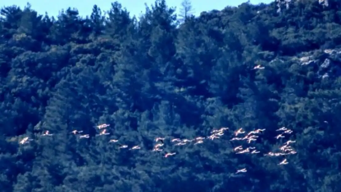 Marmaris'ten Flamingolar Geçti