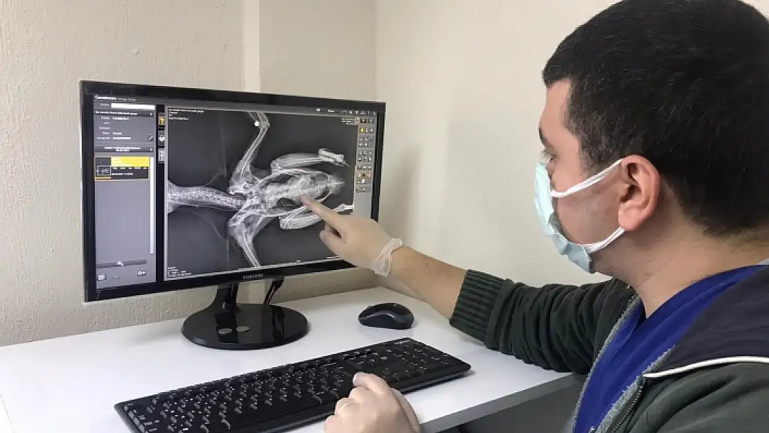 Menteşe'de Yaralı Halde Bulunan Kargaya Operasyon Yapıldı