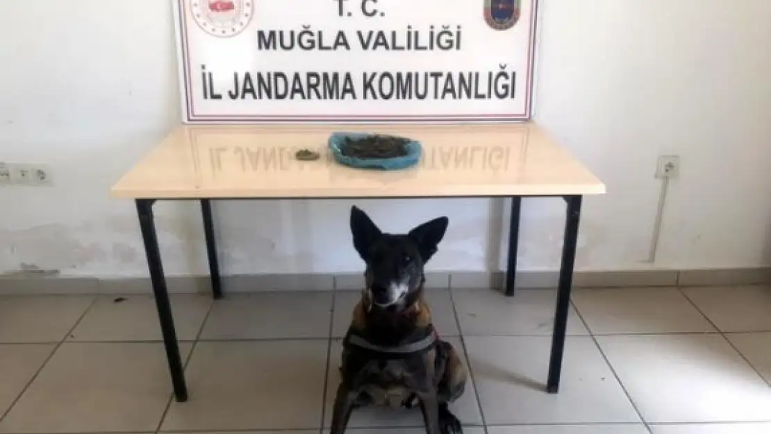 Marmaris'te Yolcunun Yastığından Uyuşturucu Çıktı