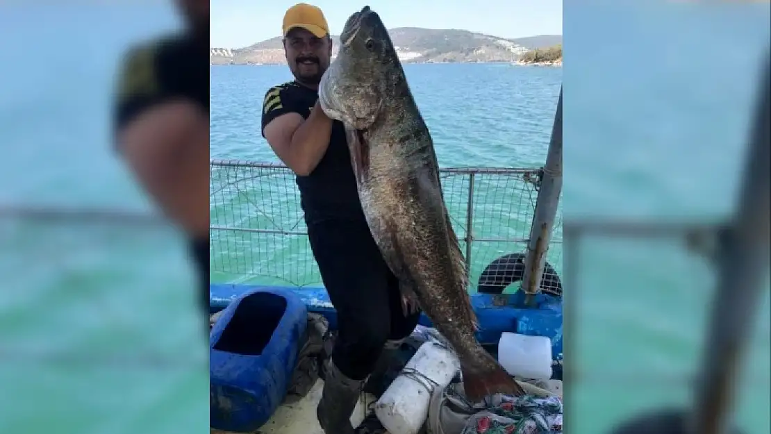 Milaslı Balıkçı Süleyman Ergül Yakaladığı 45 Kiloluk Kaya Levreği İle Böyle Poz Verdi