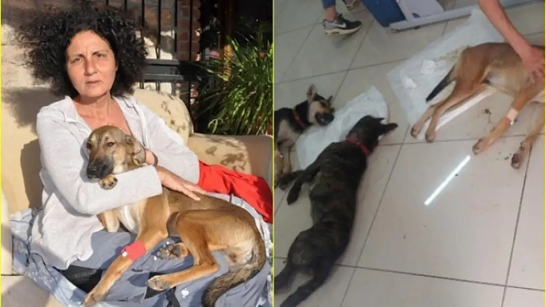 Datça'da Yaşayan Funda Üner, Köpeklerini Zehirleyeni Bulana 10 Bin TL Ödül Verecek