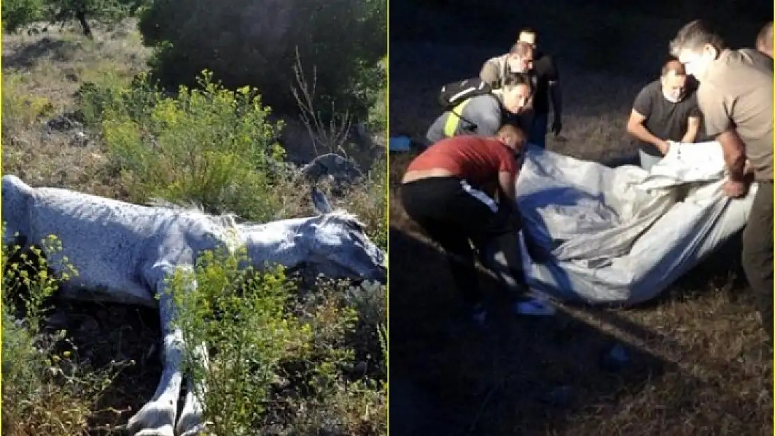 Marmaris'te Beş Kilometre Yürüyen Ekipler, Yaralı Yılkı Atını Film Gibi Operasyon İle Kurtardılar