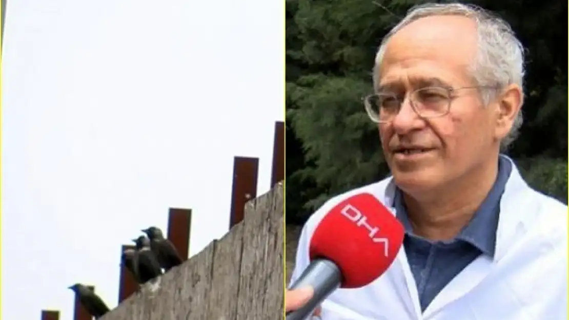 Koronavirüs Kabusu Bitmeden İstanbul'da Batı Nil Virüsü Tespit Edildi