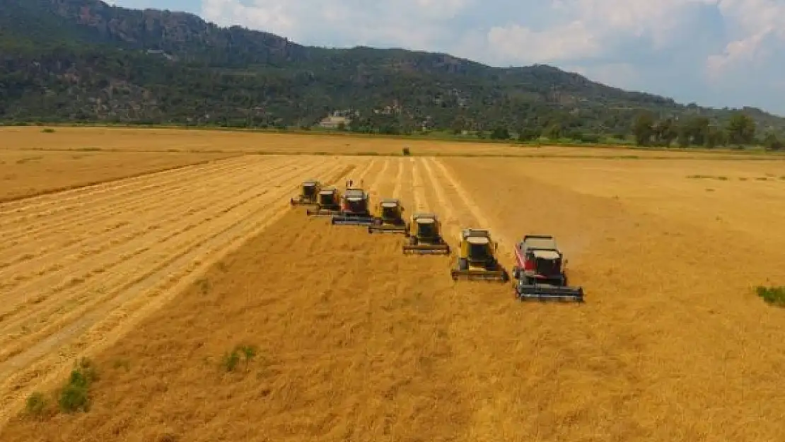 TİGEM'de Yerli Tohum Buğdayın Hasadından Yüksek Verim Elde Edildi