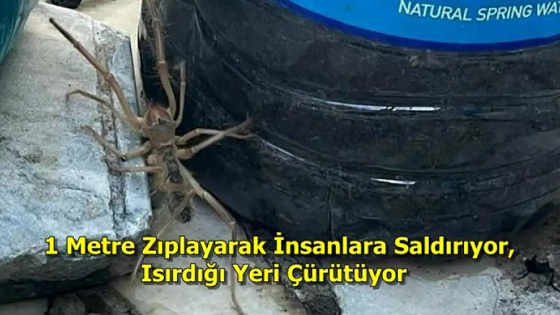 Yatağan'da Et Yiyen Örümcek Paniğe Neden Oldu!