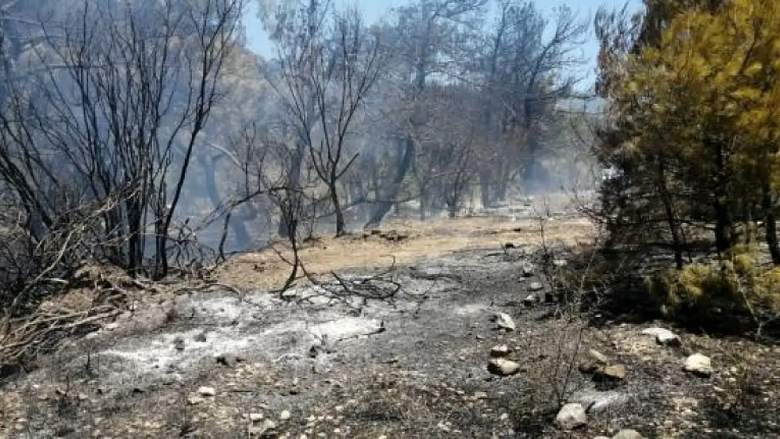 Datça'da Çıkan Yangında Zirai Alan Zarar Gördü