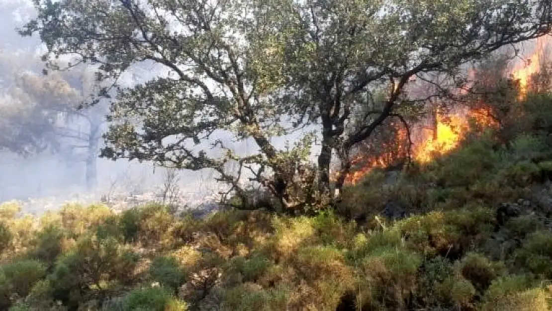 Fethiye Çıkan Orman Yangını Büyümeden Söndürüldü