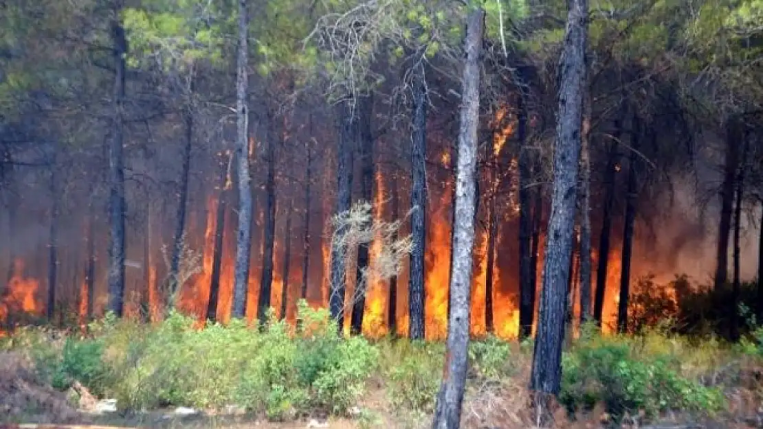 Köyceğiz'deki Yangınla İlgili 1 Kişi Tutuklandı