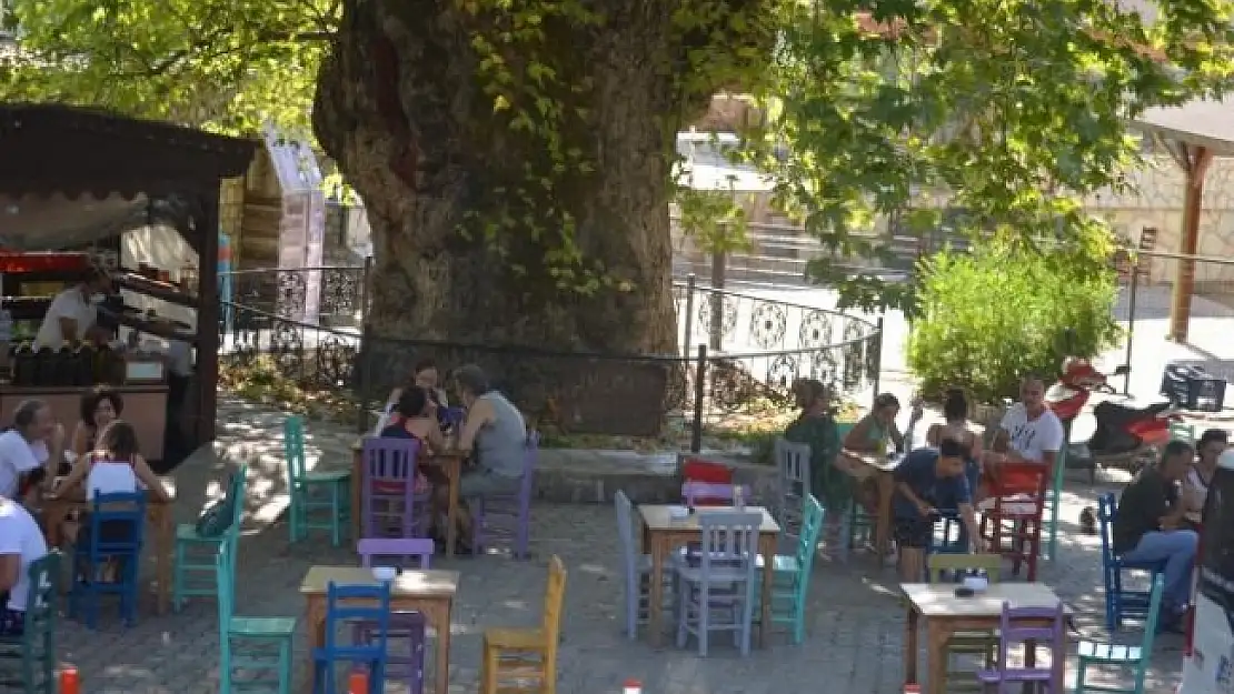 Marmaris'teki Çınar Ağacı Asırlara Meydan Okuyor