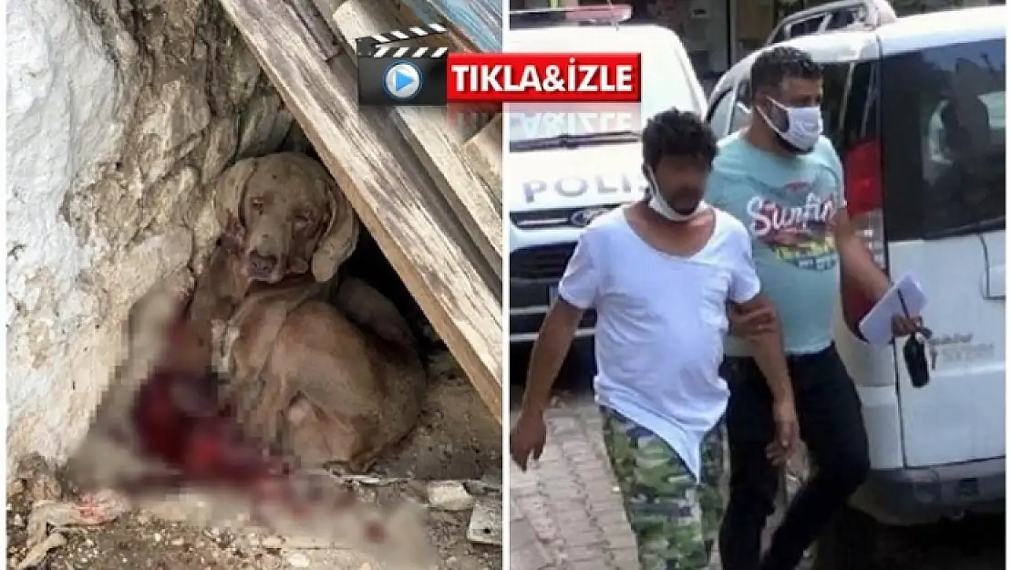 Menteşe'de Güvercinlerine Saldıran Köpeğini Öldürdü