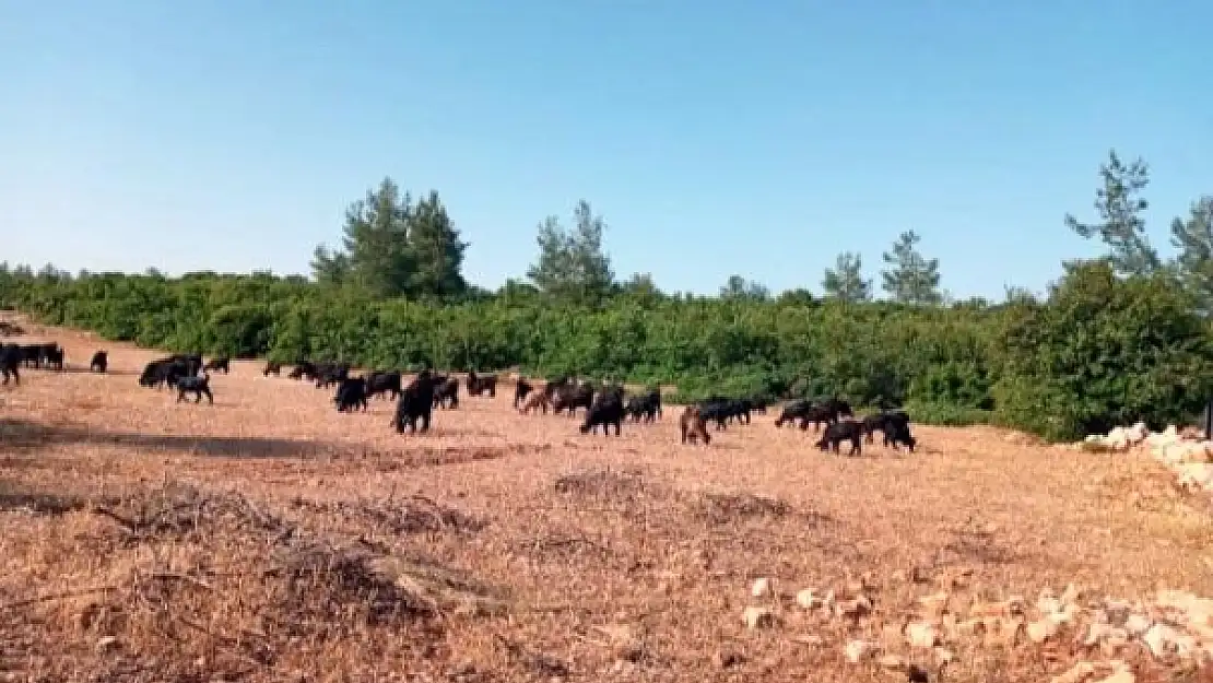 Milas'ta Hırsızlar Çobanın Keçileri İle Birlikte Hayallerini de Çaldılar