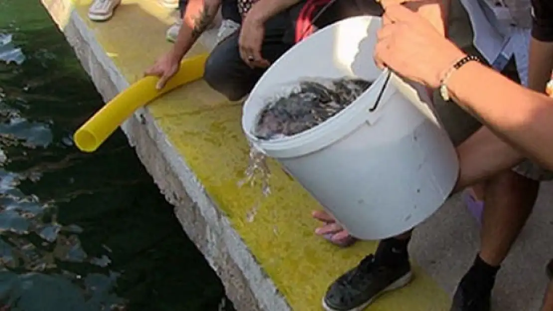 Muğla'da 30 bin levrek yavrusu denize bırakıldı