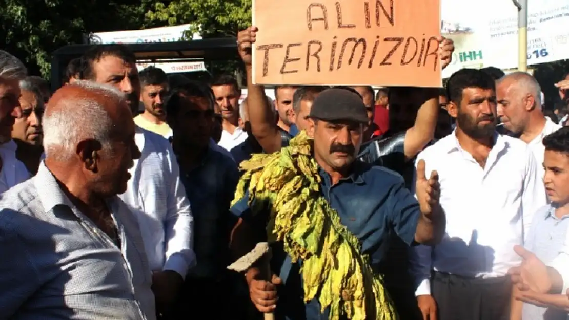 Tütün Üreticileri Sabaha Karşı Tutuklandı