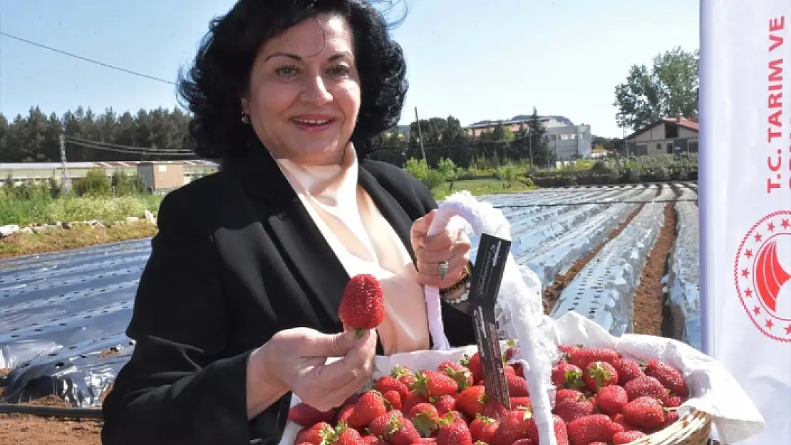 'Vali Hanım Çileği'nin Fiyatı ve Verimi Yüz Güldürdü