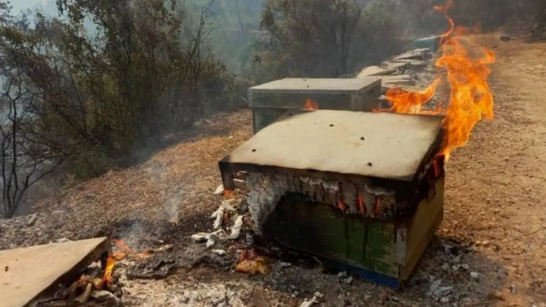 Çam Balının Başkenti Osmaniye Köyü Yandı, Bitti, Kül Oldu!