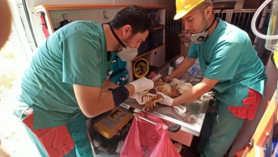 'Canbulan' Manavgat'tan Sonra Muğla'ya da Gitti