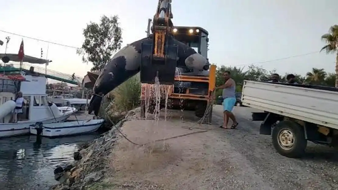 Fethiye'de 300 Kilo Ağırlığındaki Ölü Fok, Sudan Çıkarıldı