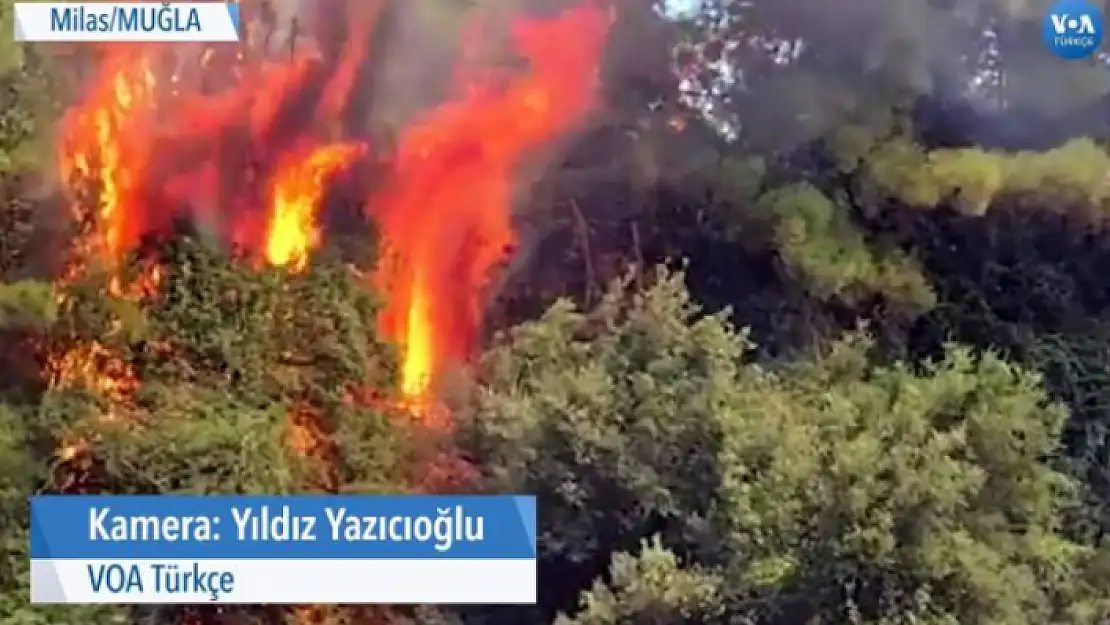 Milas Fesleğen Köyü'nde Yangın Sürüyor