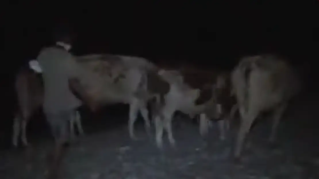 Milas'taki Büyükbaş Hayvanlarını Deniz Kenarına  Getirerek Korudular