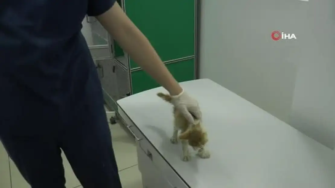Muğla'daki Yangınlarda Yaralanan Kedi Eskişehir'de Tedavi Altında