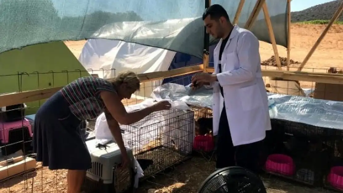 Patibüs Yangın Bölgesi Milas'ta!