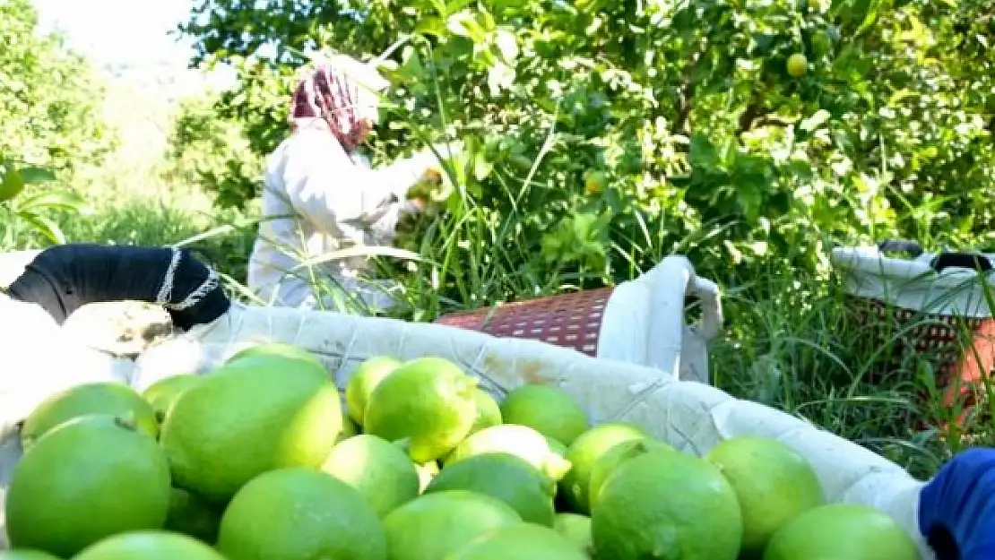Dalaman'da TİGEM 2 Bin 200 Ton Limonu İhale ile Satışa Sunacak