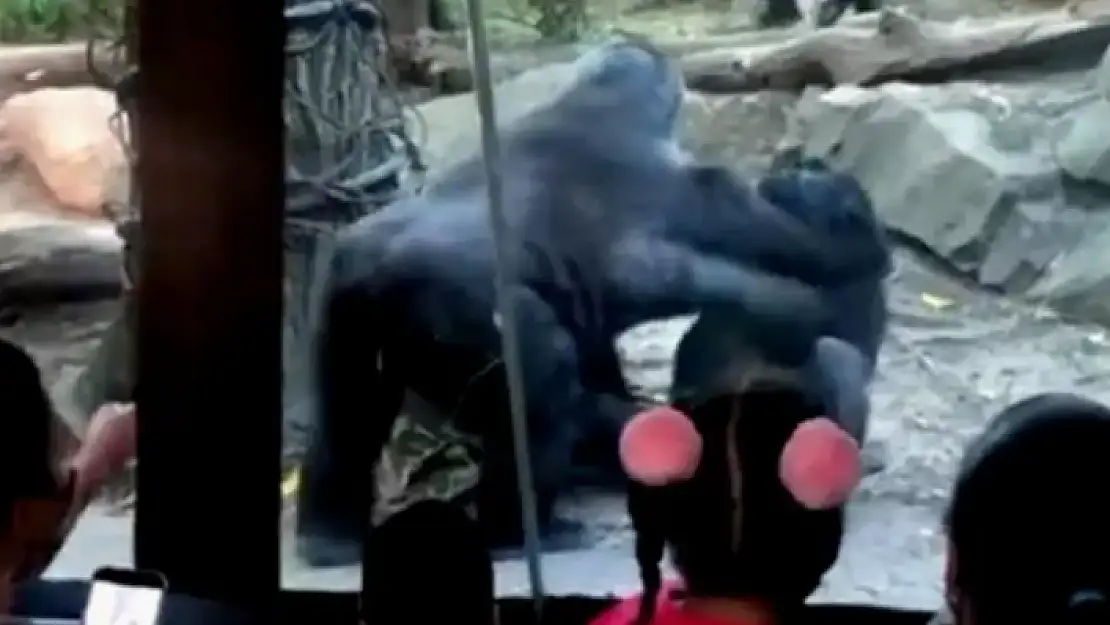 Goriller Çocukların Gözü Önünde Oral Seks Yaptı!
