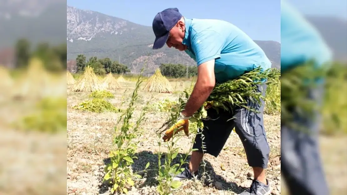 Küresel İklim Ula'daki Altın Susam'ı da Vurdu