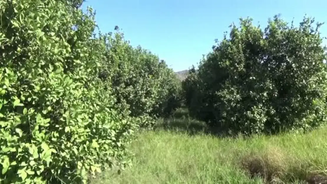 Ortaca ve Dalaman'da Üreticiler Kesim Zamanı Gelen Limona Alıcı Bekliyor
