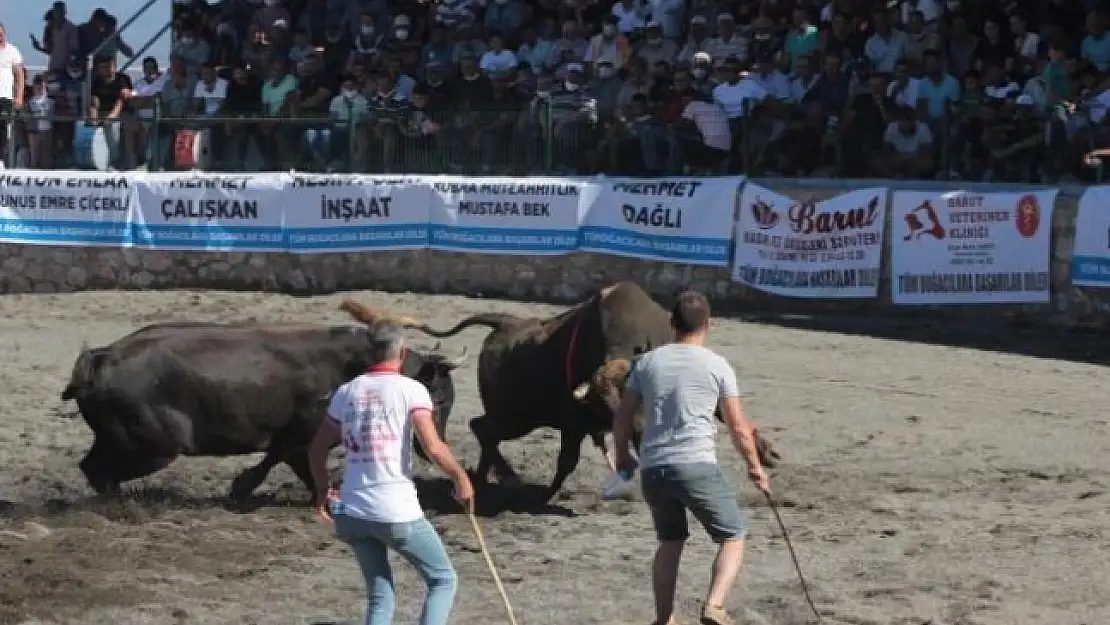 Ula'da Boğa Güreşi Festivali Yapıldı