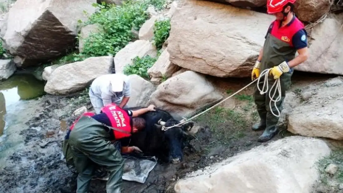 Yatağan'da Bataklığa Düşen İnek Kurtarıldı