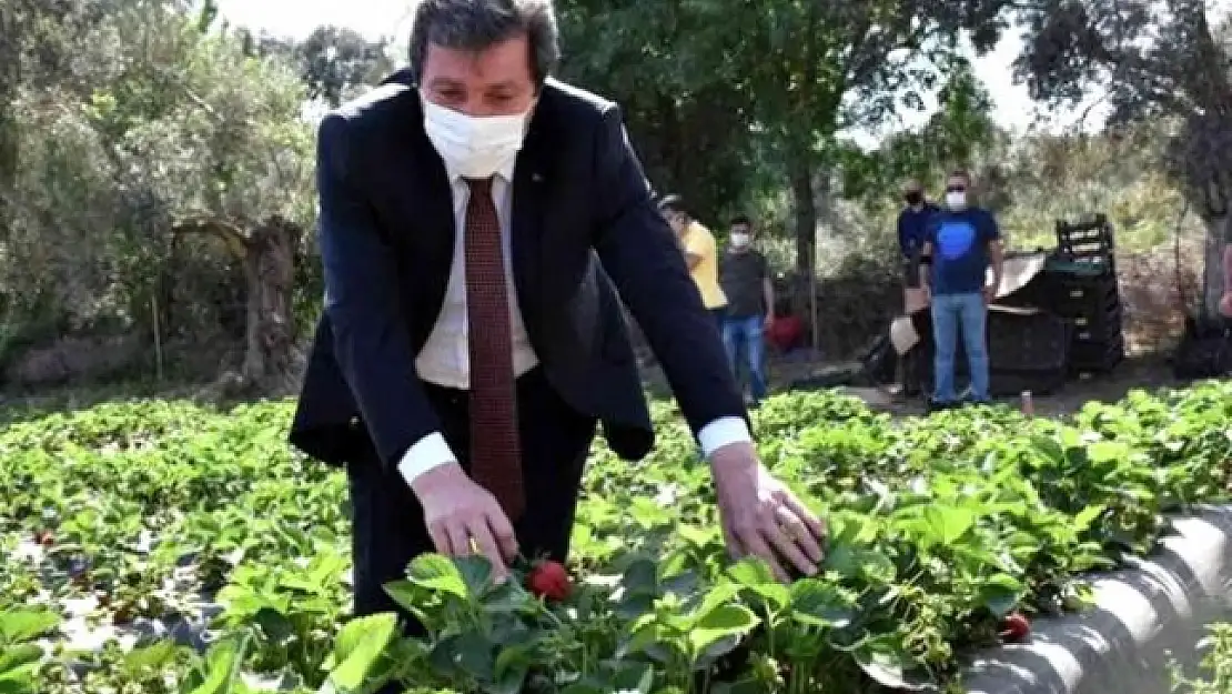 Muğla'da Çilek, Kırsal Ailelerin Geçim Kaynağı Oldu