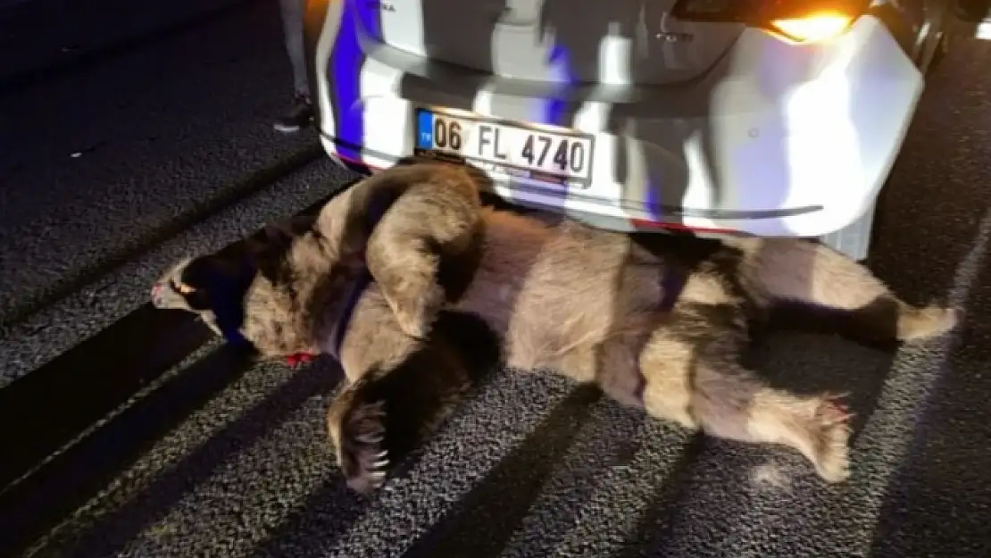 Otomobilin Çarptığı Boz Ayı Öldü