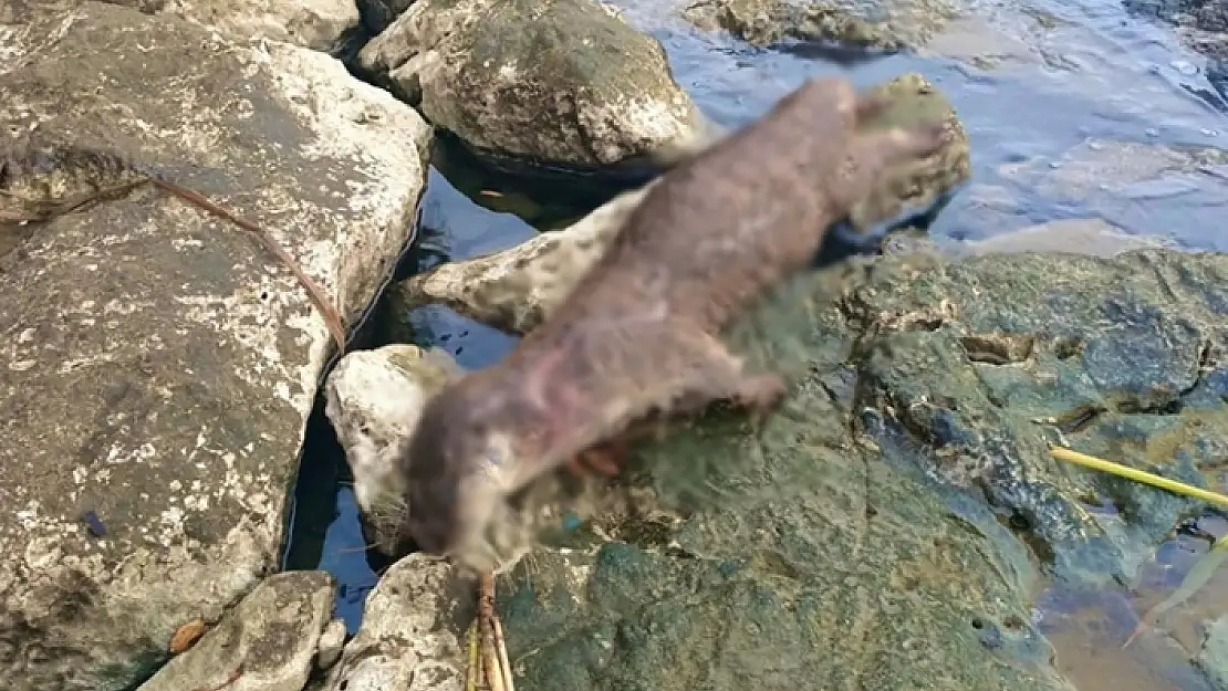 Fethiye'de Nesli Tükenmekte Olan Su Samuru Öldürüldü