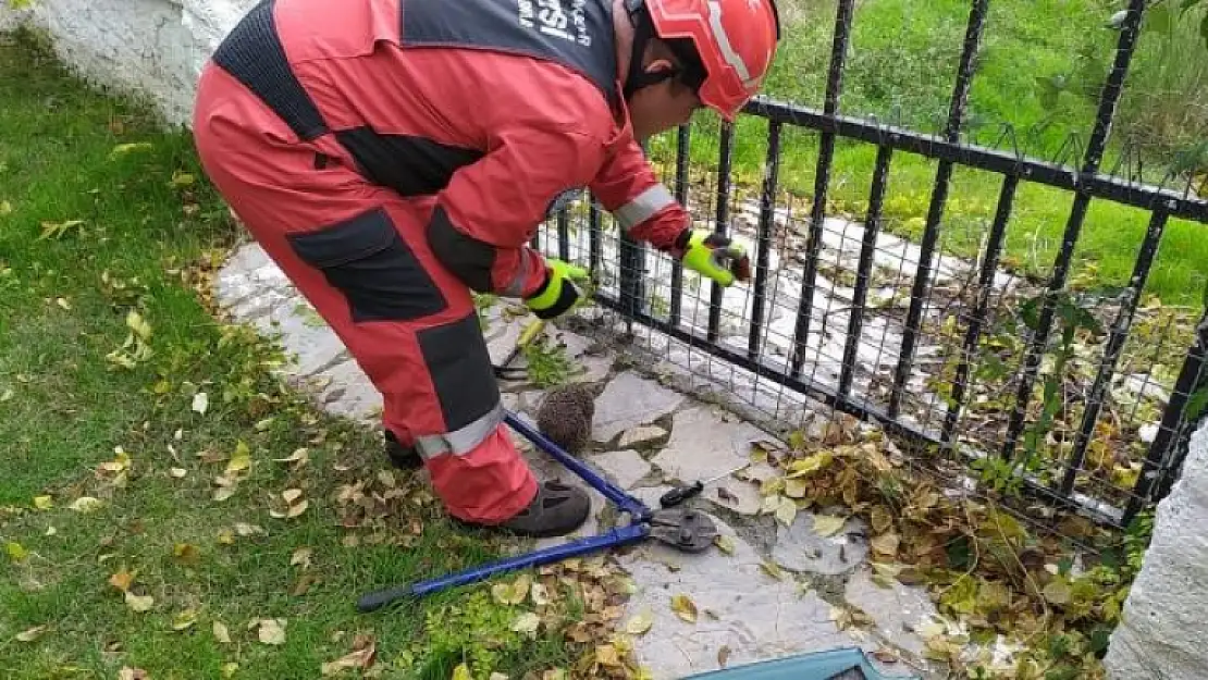 Köyceğiz'de Bahçedeki Tel Örgüye Sıkışan Kirpi Kurtarıldı