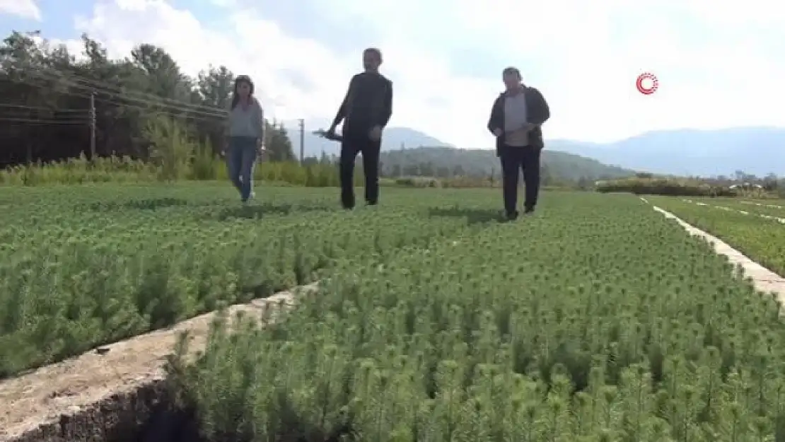 Muğla'da 28 Milyon Fidan Toprakla Buluşacak