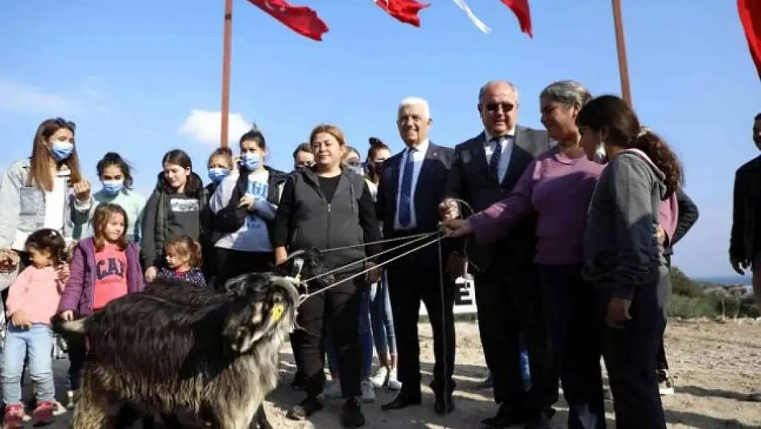 Muğla'da Kadın Üreticilere Kıl Keçisi Dağıtımı Sürüyor